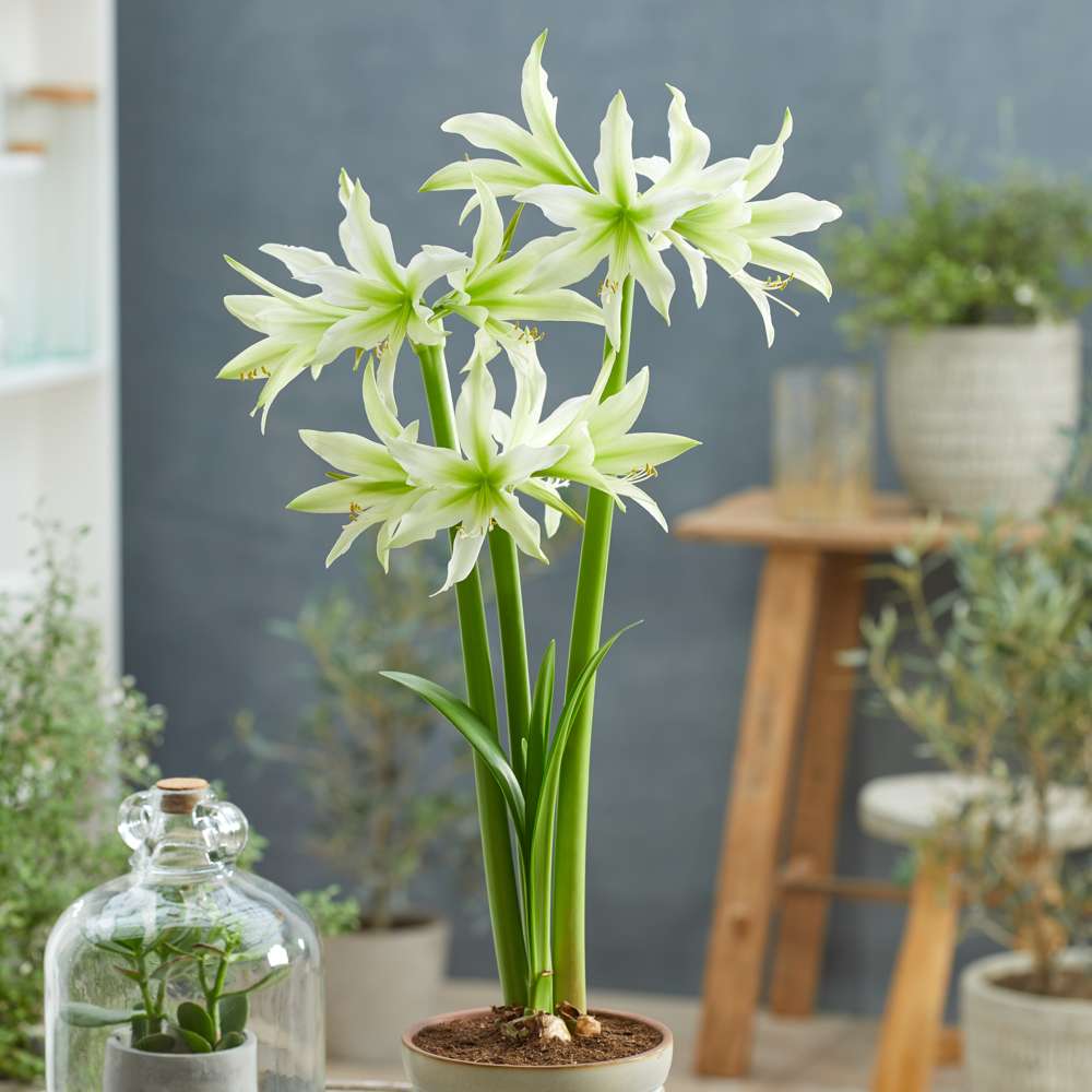 Amaryllis 'White Nile'